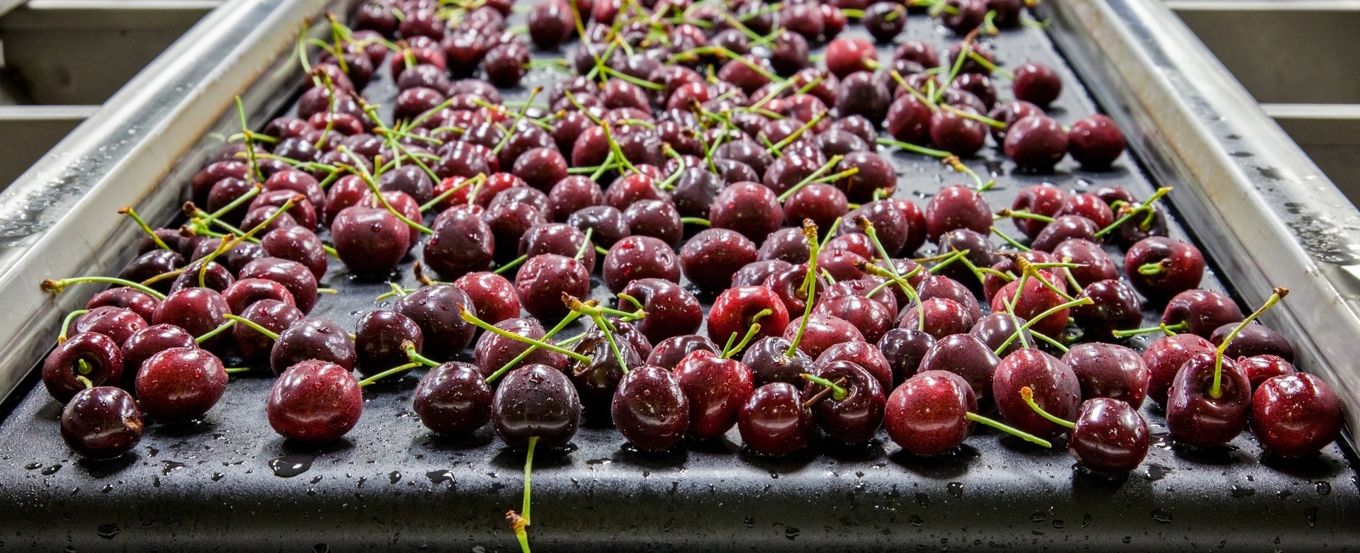 Cherries on conveyor belt