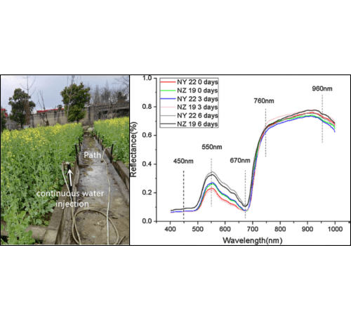 Hyperspectral imaging of oilseed rape leaves.