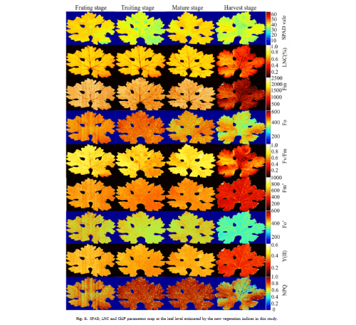 Hyperspectral Fluorescence of Grapevines