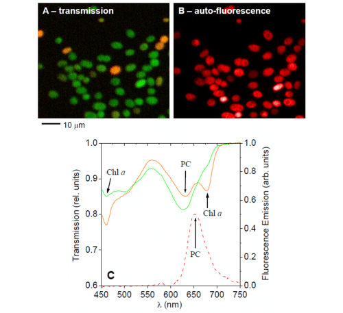 Hyperspectral imaging of phototrophic microbial communities.