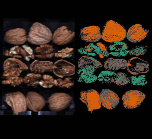 Hyperspectral Classification of Walnuts