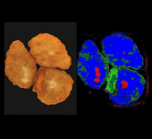 Hyperspectral Classification of Chicken