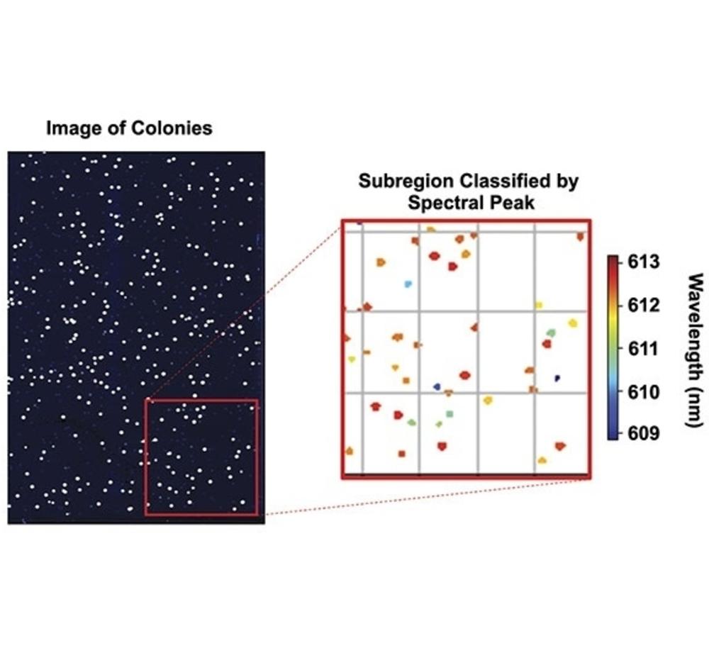 Image of fluorescent colonies in a tray (left). The enlarged image (right) shows colonies falsely colored to match their spectral peak. Very small peak shifts are easily distinguished. Image courtesy of Montana Molecular.
