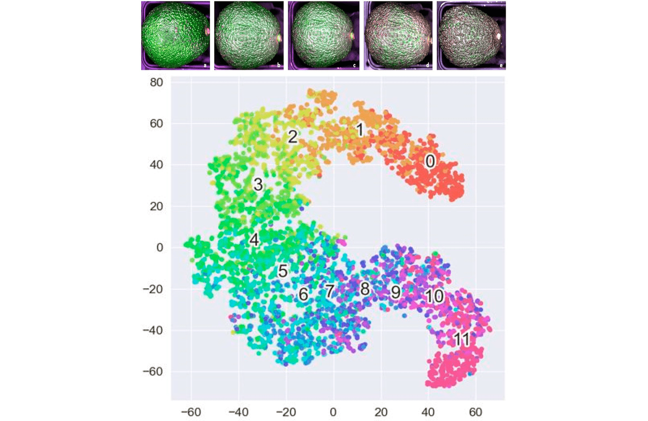 Avocados shown gradually ripening over time and t-SNE plot of hyperspectral data showing days to fully ripe clusters.