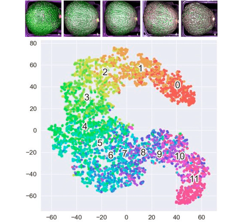 Avocados shown gradually ripening over time and t-SNE plot of hyperspectral data showing days to fully ripe clusters.