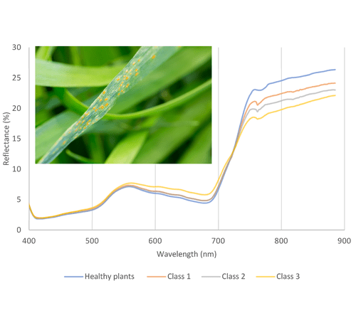 Image of rust disease on wheat stem and hyperspectral plot showing spectral signatures of healthy wheat vs. various levels of rust-diseased wheat plants.