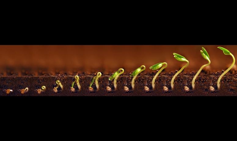Succession of seeds germinating in soil