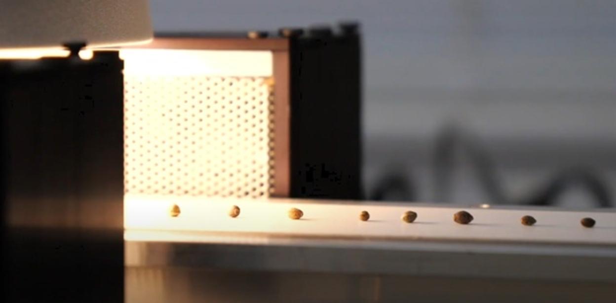 Figure 1: Seeds traveling on conveyor belt of Spectral Analytix machine vision system.