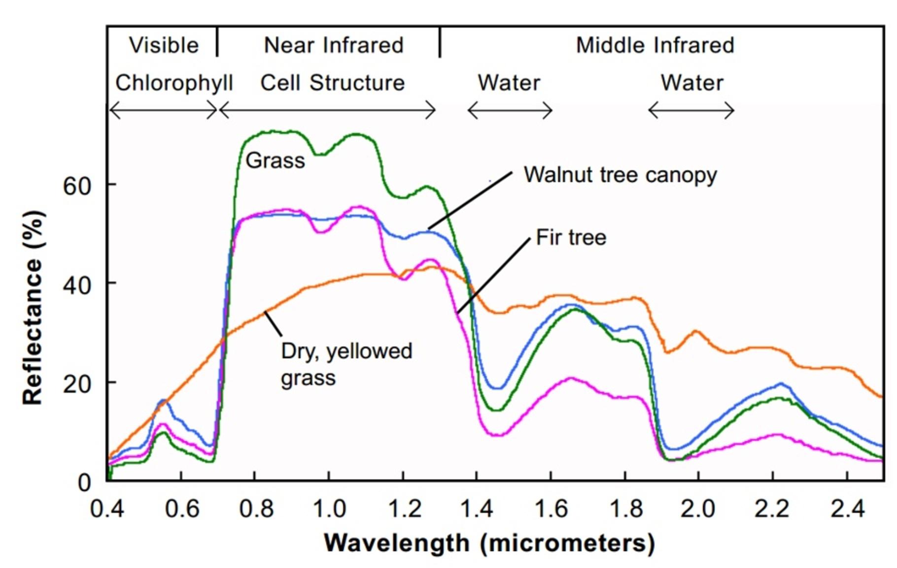 Figure 7: Reflectance data curves of some different plant species (image courtesy of www.microimages.com).