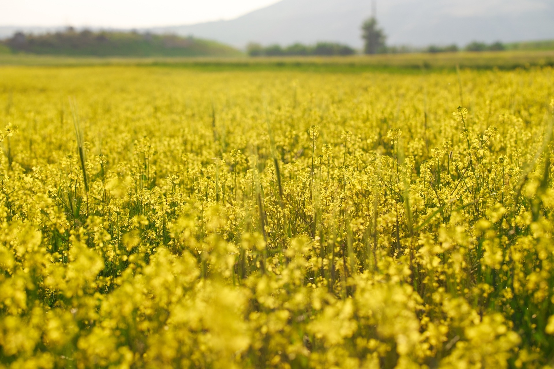 Field of leafy spurge