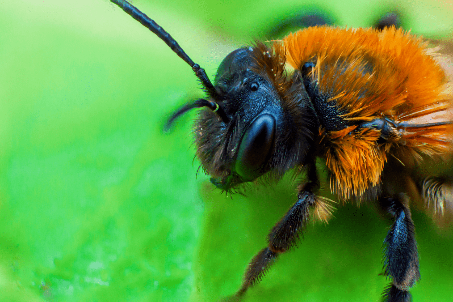 Zoom Image Bee on Plant