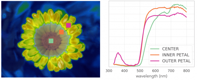 Hyperspectral data of a calendula flower using a PIka UV hyperspectral camera.