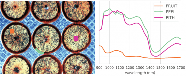 Hyperspectral data of oranges from a Pika IR hyperspectral camera.