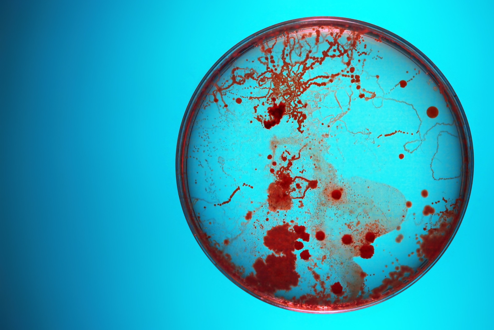 Biological Samples in Round Petri Dish