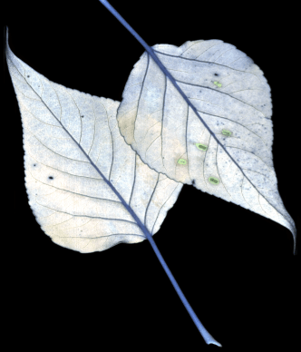 Bio-LIF Laser-Induced Fluorescence Biological Hyperspectral Imaging Scan of Cottonwood Tree Leaves
