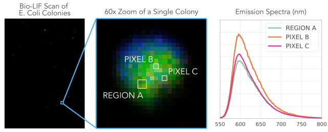 Bio-LIF Laser-Induced Fluorescence Biological Hyperspectral Imaging Scan of E. Coli Colonies