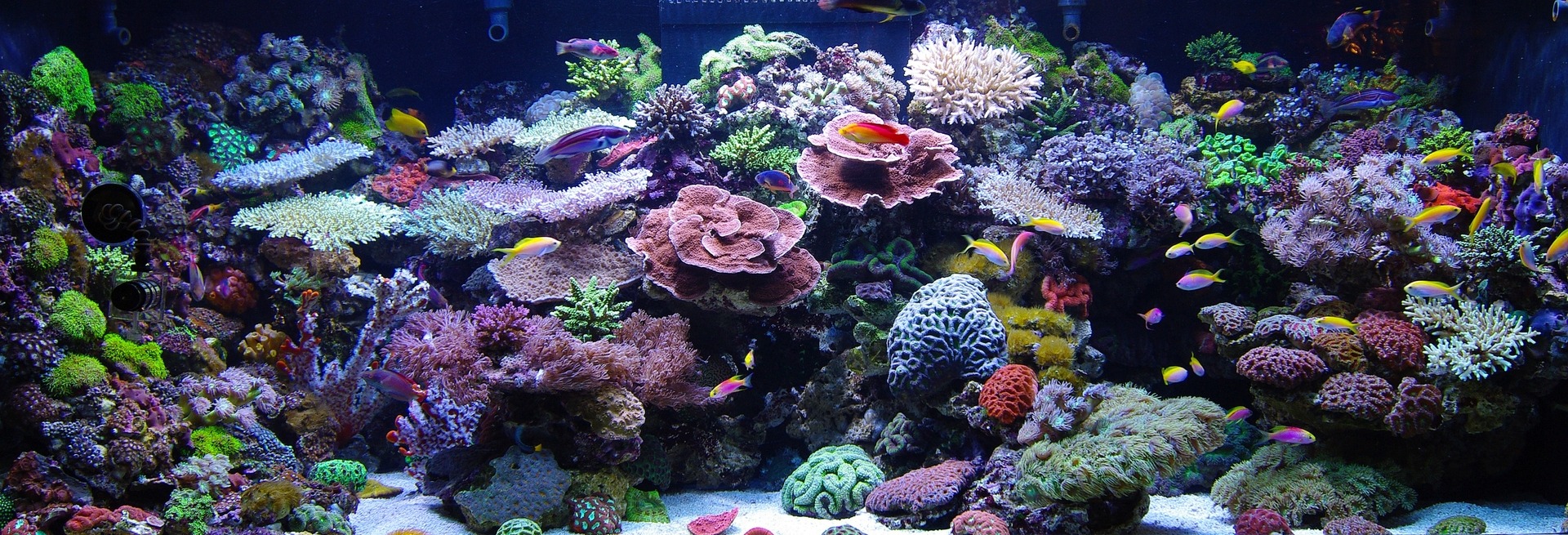 Resonon Hyperspectral Imaging Systems have been used to scan aquariums.