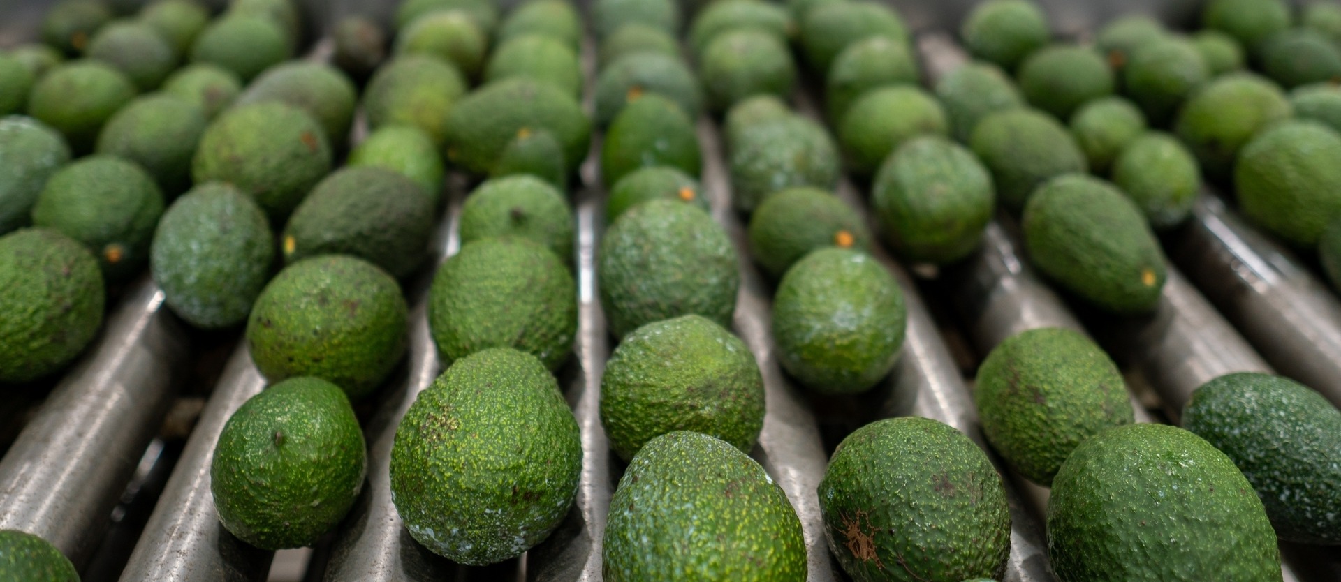 Avocados on conveyor belt in food production facility.