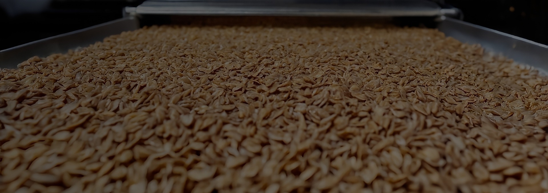 Conveyor belt full of cereal grains in food production process.