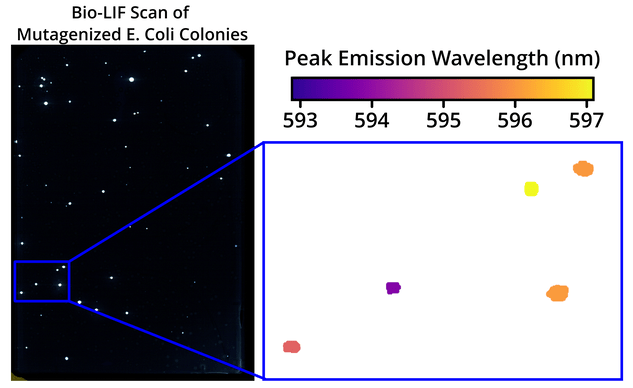 Bio-LIF Laser-Induced Fluorescence scan of mutagenized E. coli colonies demonstrating the subtle shifts in peak emission wavelength that can be observed.
